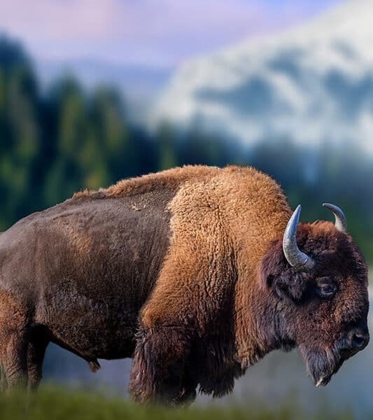 wyoming domestic asset protection trusts - Meurer & Potter, P.C. Asset Protection Attorney Denver | Meurer & Potter, P.C.